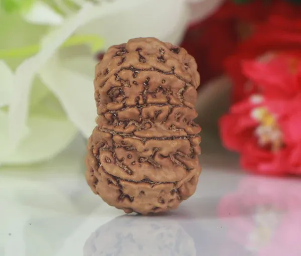 10_Mukhi_Nepal_Rudraksha