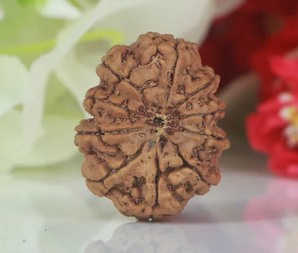 10_Mukhi_Nepal_Rudraksha