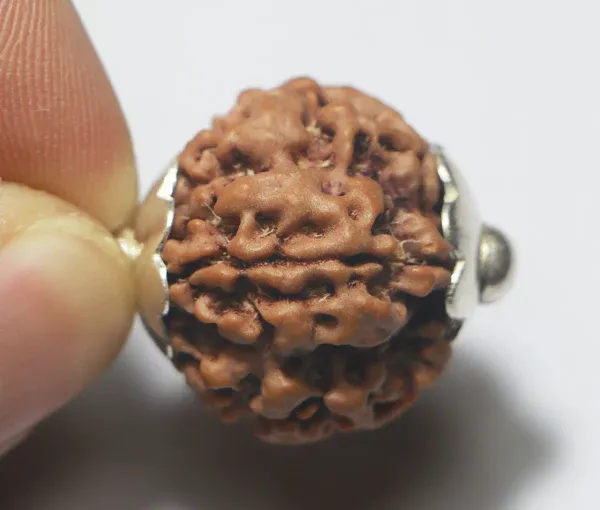 1_Mukhi_Rudraksha_Round_-Nepal_Origin
