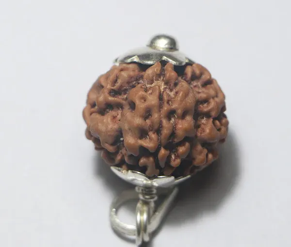1_Mukhi_Rudraksha_Round_-Nepal_Origin