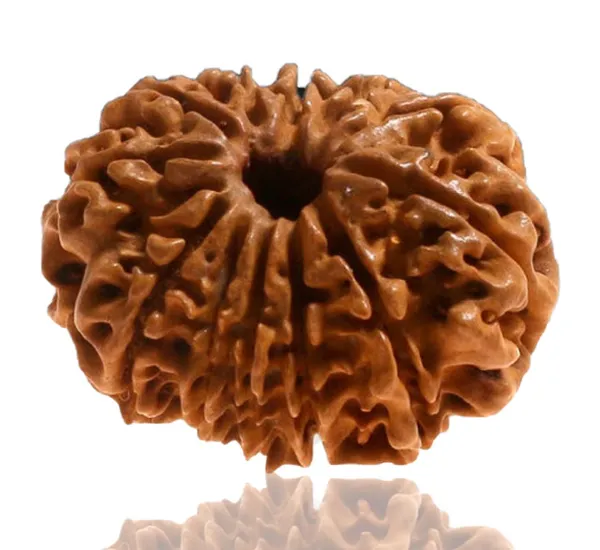 12_Mukhi_Nepal_Rudraksha