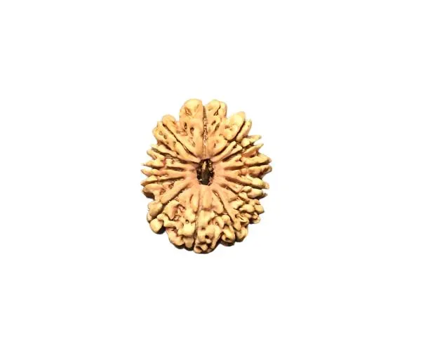 12_Mukhi_Nepal_Rudraksha