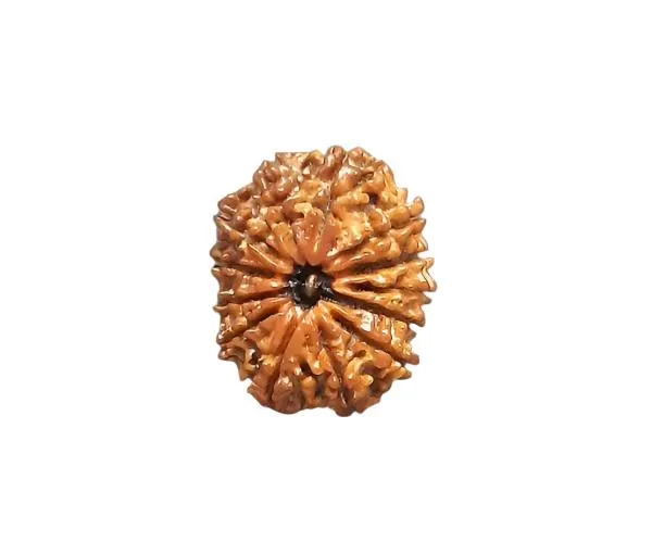 12_Mukhi_Nepal_Rudraksha
