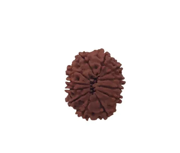 12_Mukhi_Nepal_Rudraksha