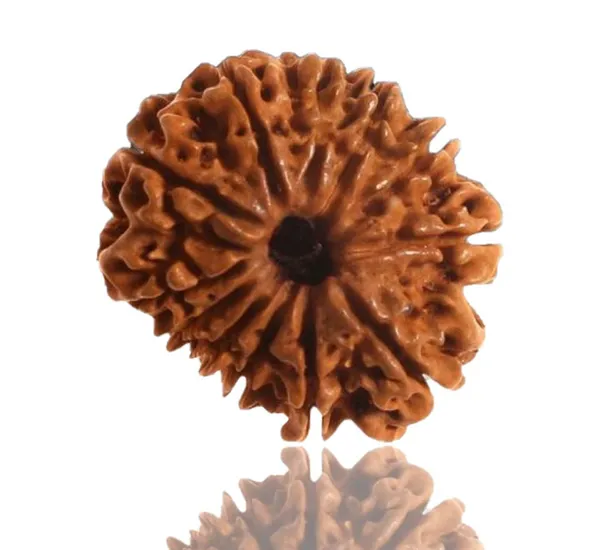 12_Mukhi_Nepal_Rudraksha