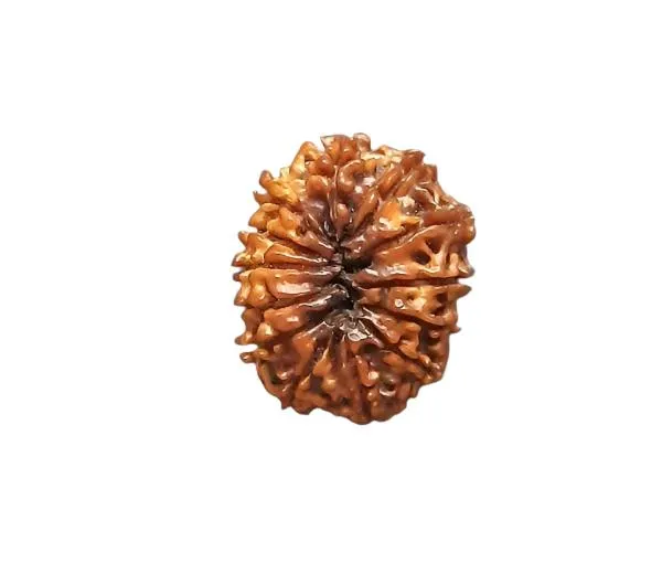 12_Mukhi_Nepal_Rudraksha