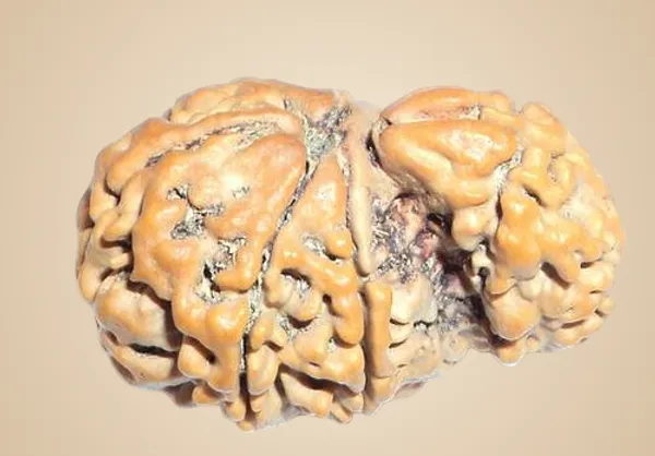 01_Mukhi_Savar_Rudraksha