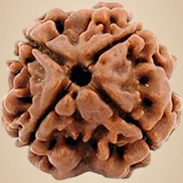 4_Mukhi_Nepal_Rudraksha