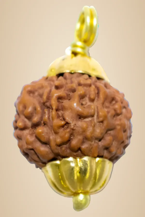 8_Mukhi_Indonesia_Java_Rudraksha