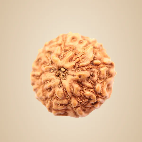 9_Mukhi_Java_Indonesia_Rudraksha