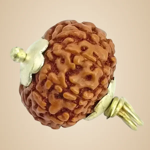 10_Mukhi_Java_Indonesia_Rudraksha