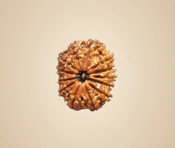 12_Mukhi_Nepal_Rudraksha