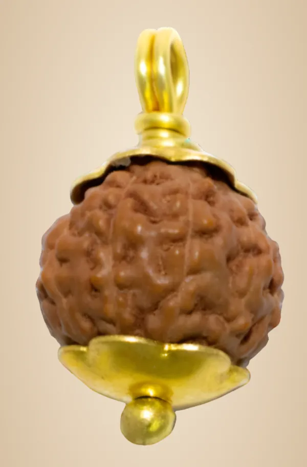 11_Mukhi_Java_Indonesian_Rudraksha