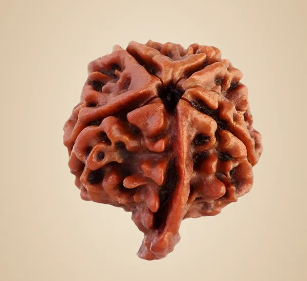 Ganesh_Rudraksha_Nepal