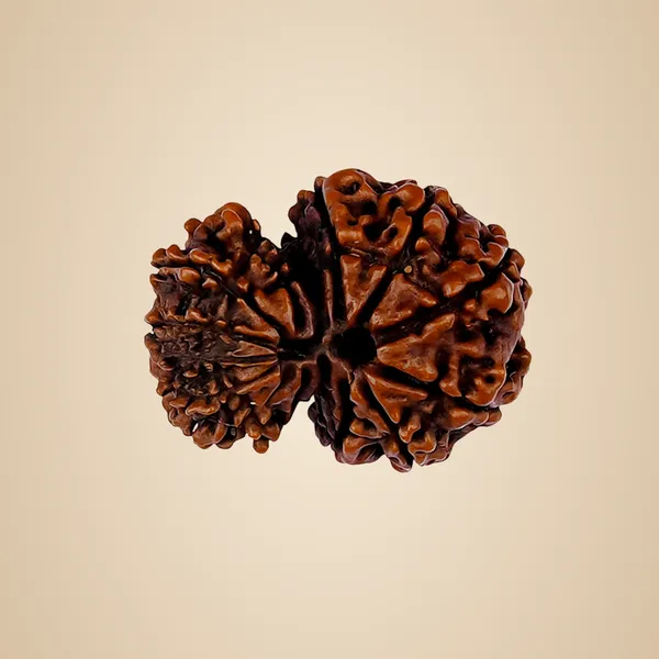 Garbh_Gauri_Rudraksha_Nepal