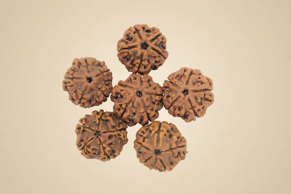Rudraksha_Water_Beads