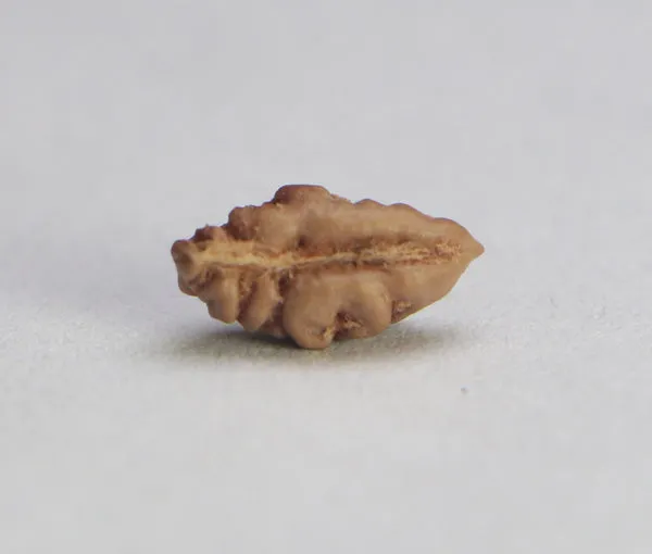 01_Mukhi_Rudraksha_Indonesia(Java)