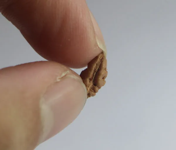 01_Mukhi_Rudraksha_Indonesia(Java)