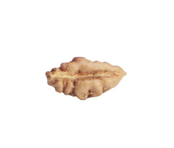 01_Mukhi_Rudraksha_Indonesia(Java)