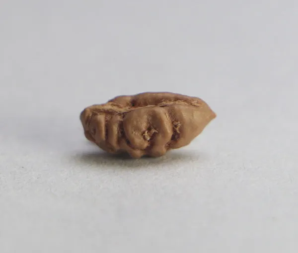 01_Mukhi_Rudraksha_Indonesia(Java)
