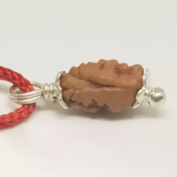 01_Mukhi_Rudraksha_Indonesia(Java)