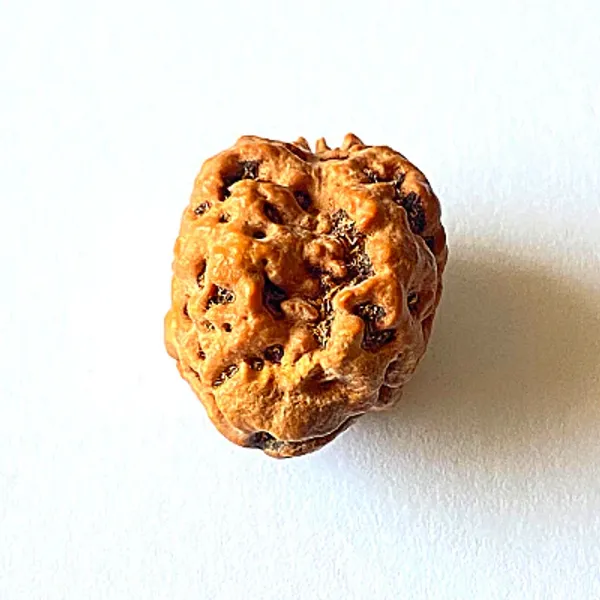 2_Mukhi_Nepal_Rudraksha