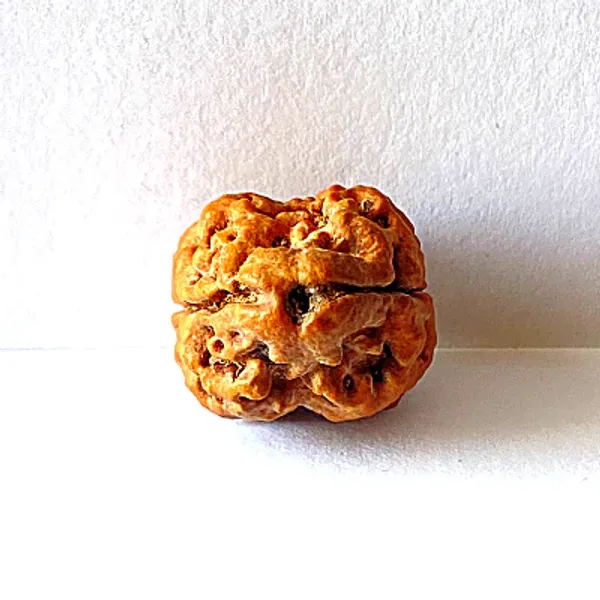 2_Mukhi_Nepal_Rudraksha