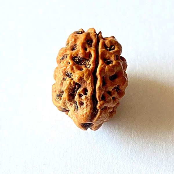 2_Mukhi_Nepal_Rudraksha
