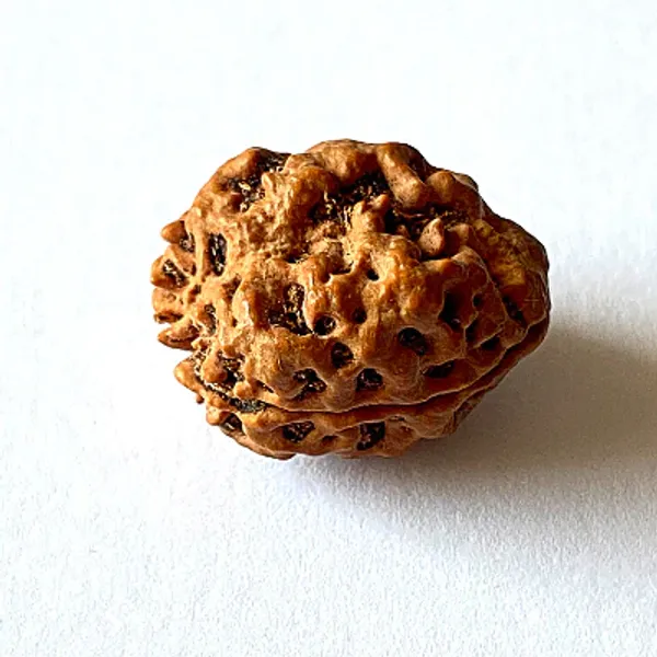 2_Mukhi_Nepal_Rudraksha