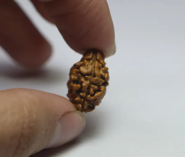 2_Mukhi_Nepal_Rudraksha