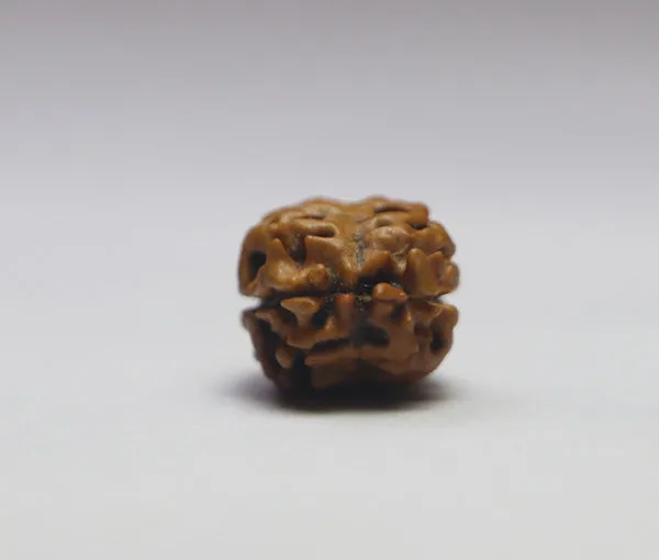 2_Mukhi_Nepal_Rudraksha