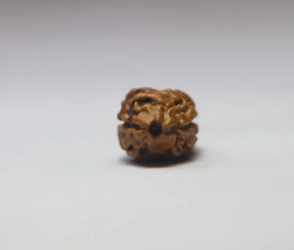 2_Mukhi_Nepal_Rudraksha