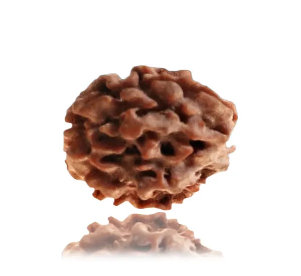01_Mukhi_Himalayan_Rudraksha
