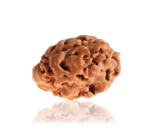 01_Mukhi_Himalayan_Rudraksha