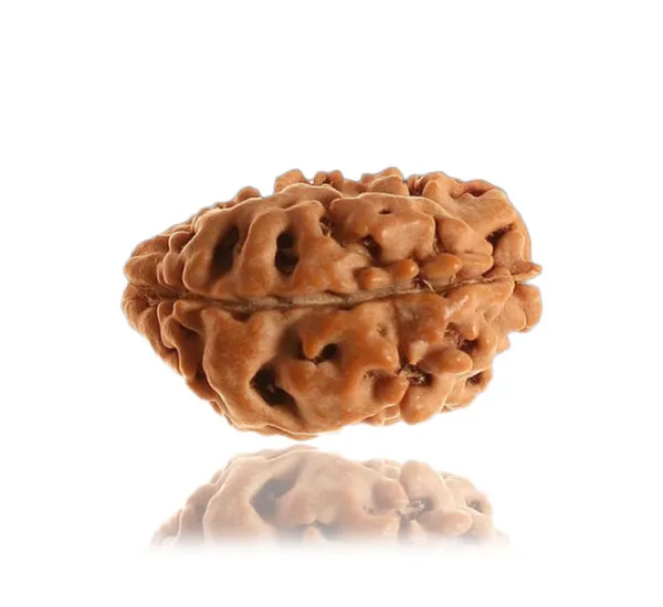 01_Mukhi_Himalayan_Rudraksha