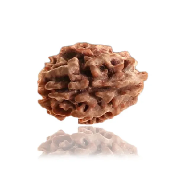01_Mukhi_Himalayan_Rudraksha
