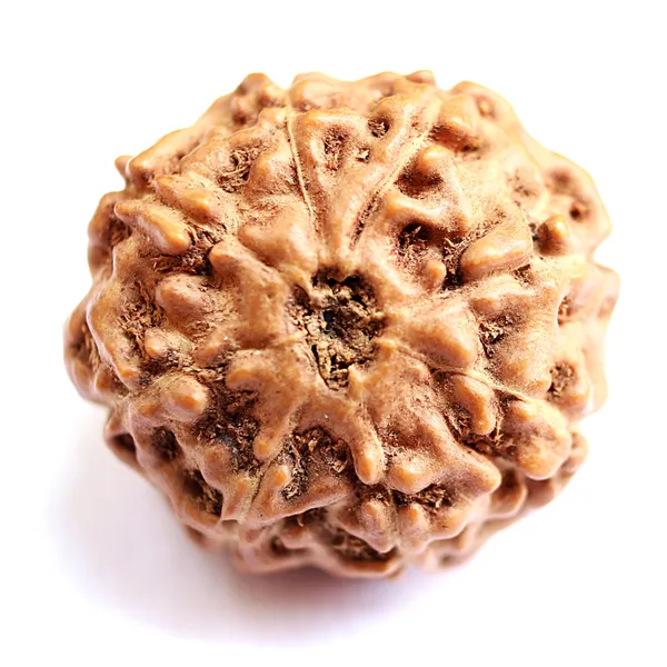 8_Mukhi_Indonesia_Java_Rudraksha