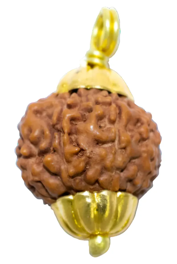 8_Mukhi_Indonesia_Java_Rudraksha