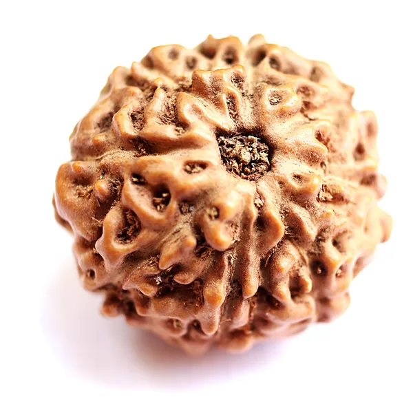 8_Mukhi_Indonesia_Java_Rudraksha