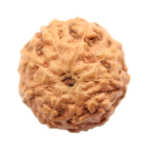 9_Mukhi_Java_Indonesia_Rudraksha