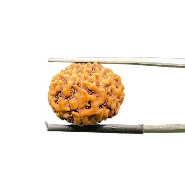 9_Mukhi_Java_Indonesia_Rudraksha