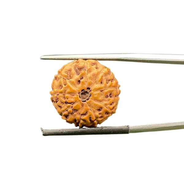 9_Mukhi_Java_Indonesia_Rudraksha