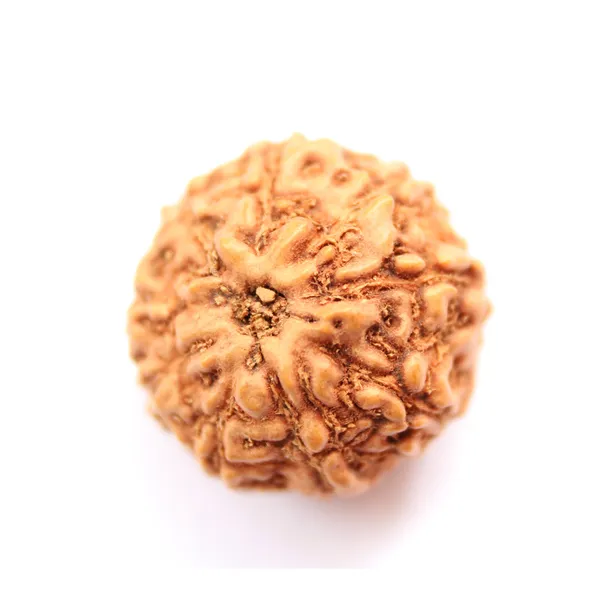 9_Mukhi_Java_Indonesia_Rudraksha