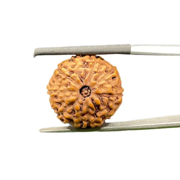 9_Mukhi_Java_Indonesia_Rudraksha