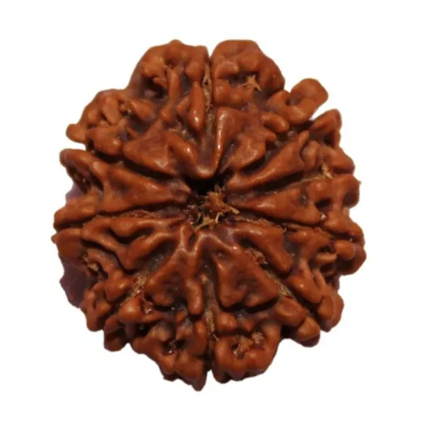 9_Mukhi_Nepal_Rudraksha
