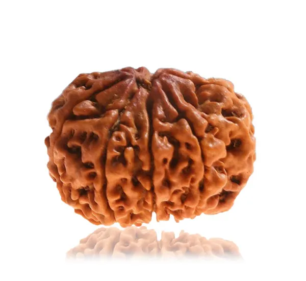 9_Mukhi_Nepal_Rudraksha