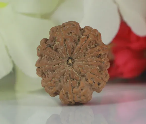 9_Mukhi_Nepal_Rudraksha