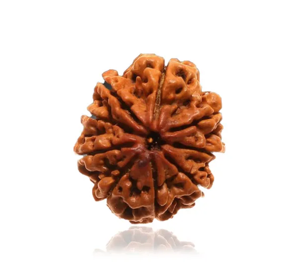 9_Mukhi_Nepal_Rudraksha