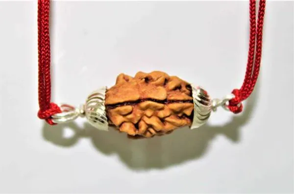 2_Mukhi_Rudraksha_Himalayan