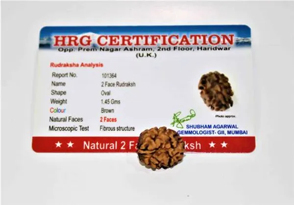 2_Mukhi_Rudraksha_Himalayan